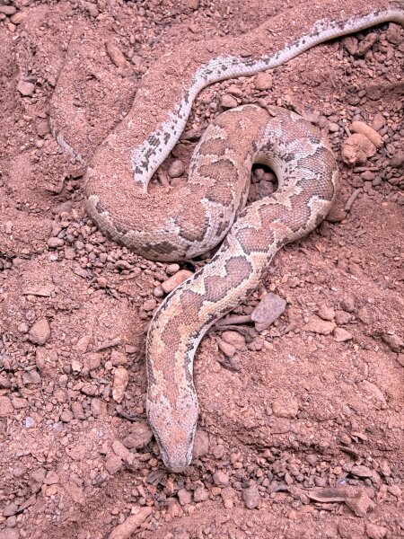 Bunte sandboa / Gongylophis conicus
