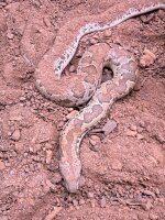 Bunte sandboa / Gongylophis conicus