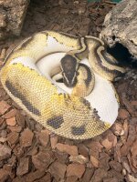 Koings python / Python regius Piebald