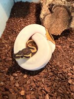 Koings python / Python regius Piebald
