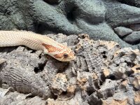 Hakennasennatter - Superconda / Heterodon nasicus