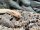 Hakennasennatter - Superconda / Heterodon nasicus