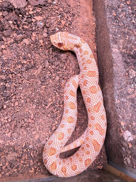 Hakennasennatter - Albino / Heterodon nasicus