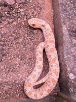 Hakennasennatter - Albino / Heterodon nasicus