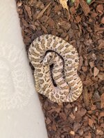 Hakennasennatter  / Heterodon nasicus