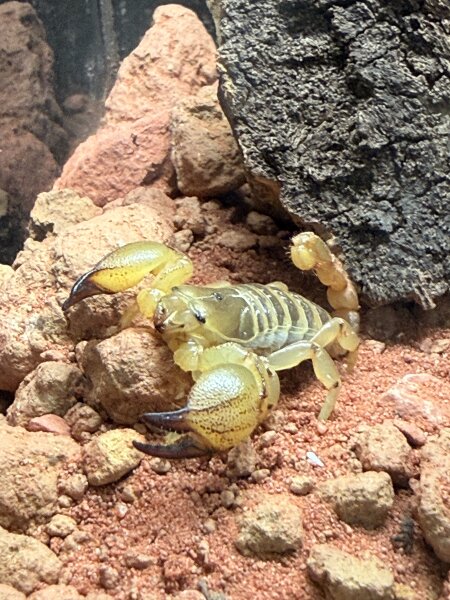 Gelber Mauren Skorpion / Scorpio maurus