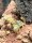 Gelber Mauren Skorpion / Scorpio maurus