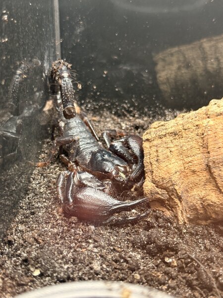 Grosser Asiaskorpion / Heterometrus silenus