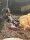 Grosser Asiaskorpion / Heterometrus silenus