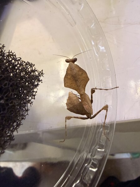 Vietnamesische Riesen-Totes-Blattmantis / Deroplatys gorochovi