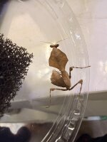 Vietnamesische Riesen-Totes-Blattmantis / Deroplatys...