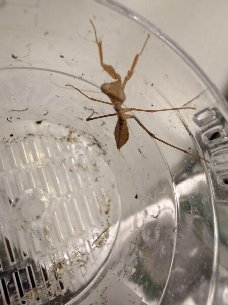 Papua-Schildmantis / Rhombodera kirbyi