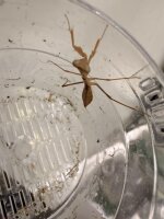 Papua-Schildmantis / Rhombodera kirbyi