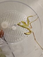 Ghana Gottesanbeterin / Sphodromantis lineola