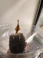 Geistermantis / Phyllocrania paradoxa
