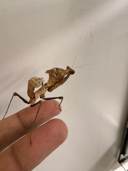 Totes Blatt / Deroplatys desiccata