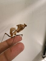 Totes Blatt / Deroplatys desiccata