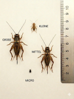 Steppengrillen / Gryllus assimilis