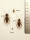 Steppengrillen / Gryllus assimilis