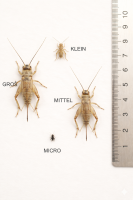 Heimchen / Acheta domesticus