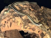 Bändernatter / Thamnophis sauritus