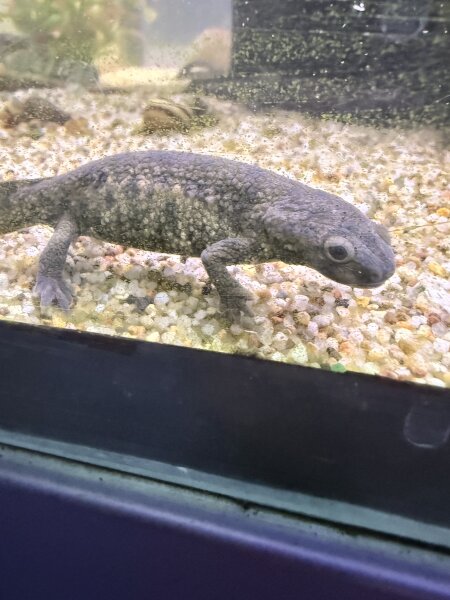 Spanicher Rippenmolch / Pleurodeles waltl