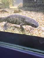 Spanicher Rippenmolch / Pleurodeles waltl