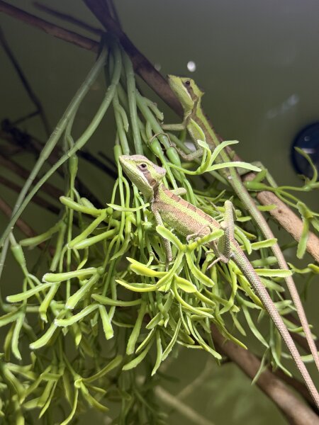 Kronen Basilisk / Basiliscus Plumifrons
