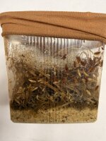 Fruchtfliege / drosophila melanogaster Große