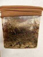Fruchtfliege / drosophila melanogaster Kleine