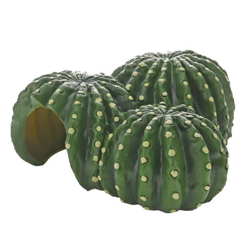 Cactus Home 6