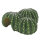 Cactus Home 6