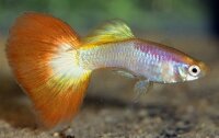 Guppy / Poecilia reticulata