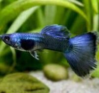 Guppy / Poecilia reticulata