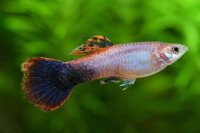Guppy / Poecilia reticulata