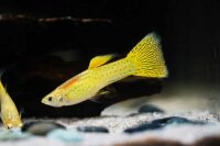Guppy / Poecilia reticulata
