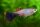 Guppy / Poecilia reticulata