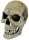 Repto Human Skull XL