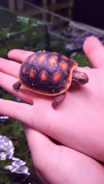 Köhlerschildkröte / Chelonoides carbonarius