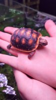 Köhlerschildkröte / Chelonoides carbonarius