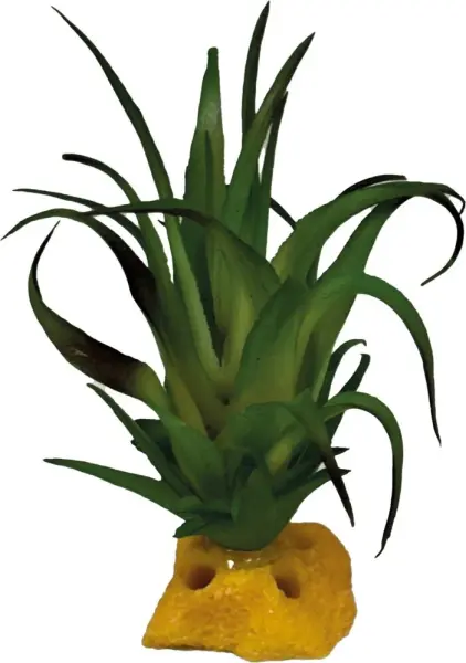 Repto Plant Tillandsia