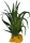 Repto Plant Tillandsia