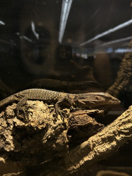 Raunackenwaran / Varanus rudicollis