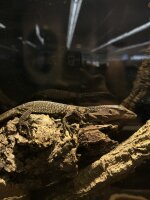 Raunackenwaran / Varanus rudicollis