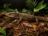 Dumerils waran / Varanus dumerilii