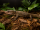 Dumerils waran / Varanus dumerilii