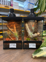 Terrarium Komplettset inkl. Beleuchtung - Mantisset
