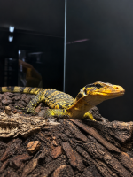 Gelbkopf-wasserwaran / Varanus cumingi