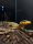 Gelbkopf-wasserwaran / Varanus cumingi