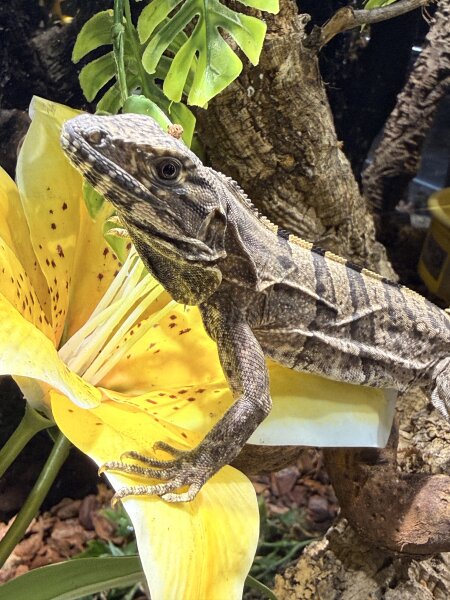 Schwarzleguan / Ctenosaura similis